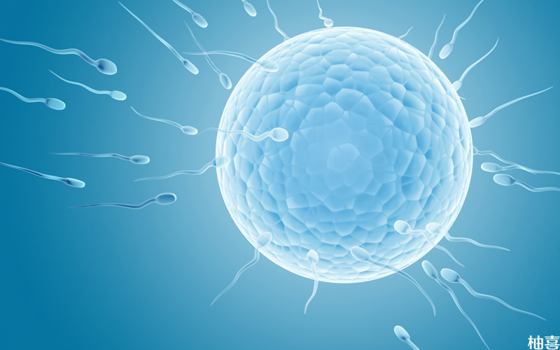 新鲜胚胎移植后白板成功怀孕